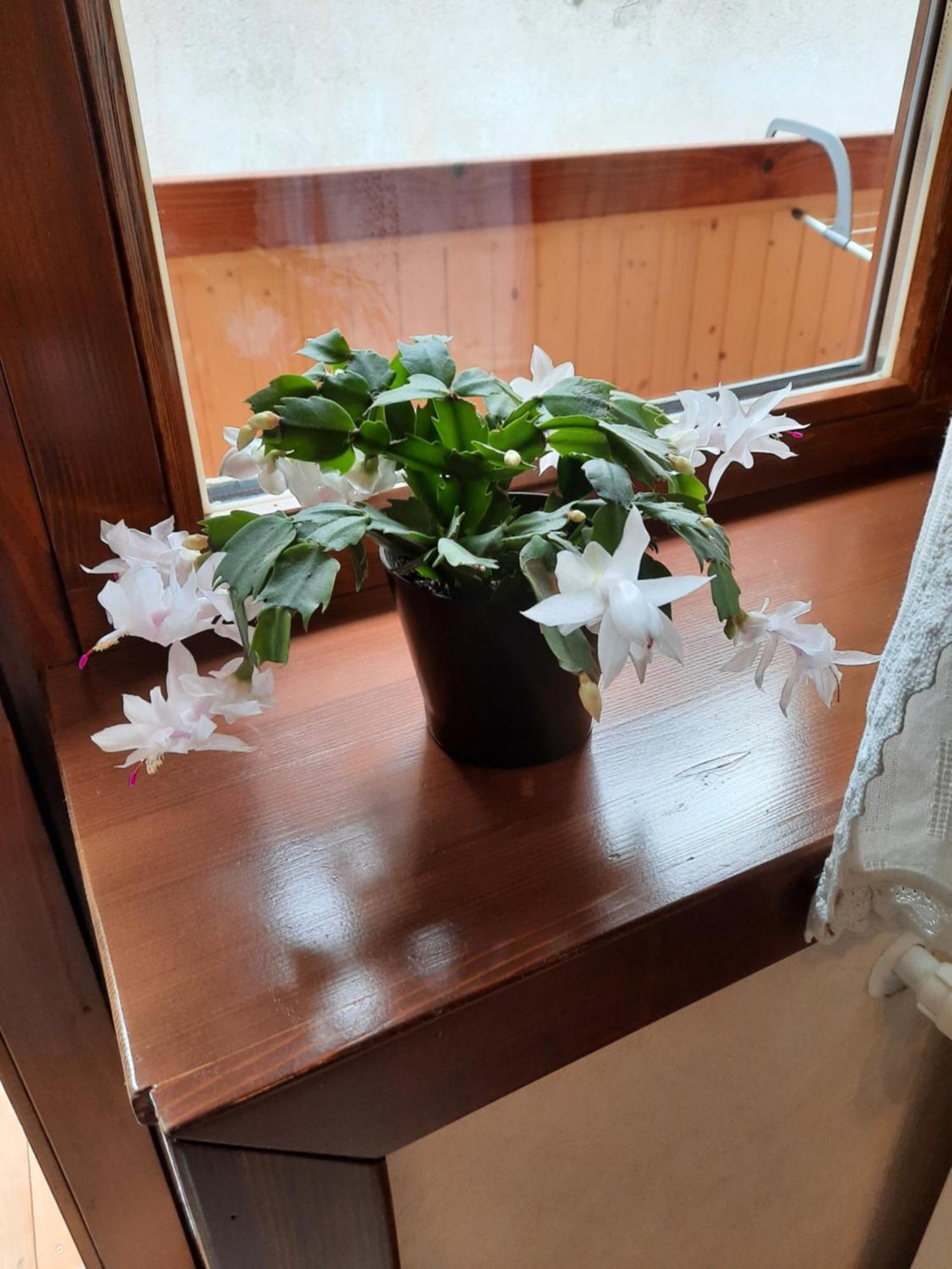 Pensiunea Vanatorul BaileTusnad Buitenkant foto